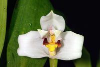 White Mix Cymbidium Maxillaria Flower Seeds for Planting Sun Loving Heirloom & GMO Free Seeds for Home Garden
 
 Sale