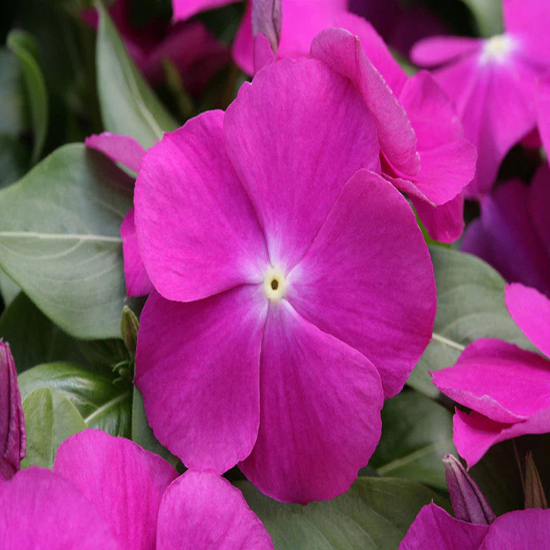 Purple Vinca Flower seeds for Planting - Compact Growth, Heirloom & GMO Free Seeds for Home Garden