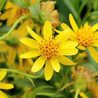 Fresh Arnica Flower seeds for Planting - Bright Blooms, Heirloom & GMO Free Seeds for Home Garden