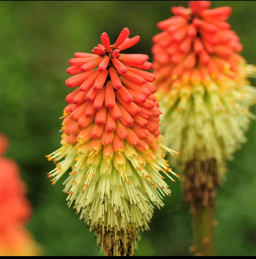 Red Yellow Poker Flower seeds for Planting Cottage Garden Essential Heirloom & GMO Free Seeds for Home Garden 
 
 Sale
