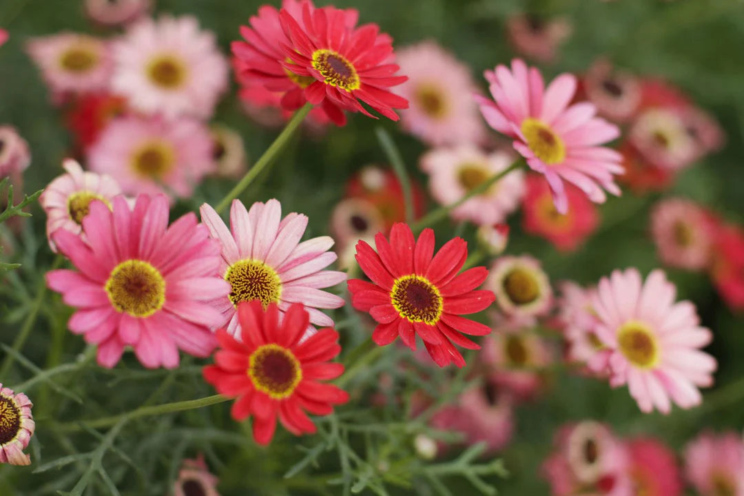 Mixed Dassi Flower seeds for Planting - Perfect for Borders, Heirloom & GMO Free Seeds for Home Garden