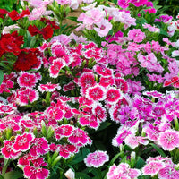 Burgundy White Dianthus Flower seeds for Planting Fragrant Blossoms Heirloom & GMO Free Seeds for Home Garden 
 
 Sale