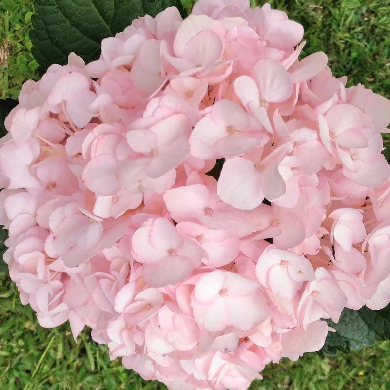 Light Pink Hydrangea Flower seeds for Planting - Long Bloom Season, Heirloom & GMO Free Seeds for Home Garden