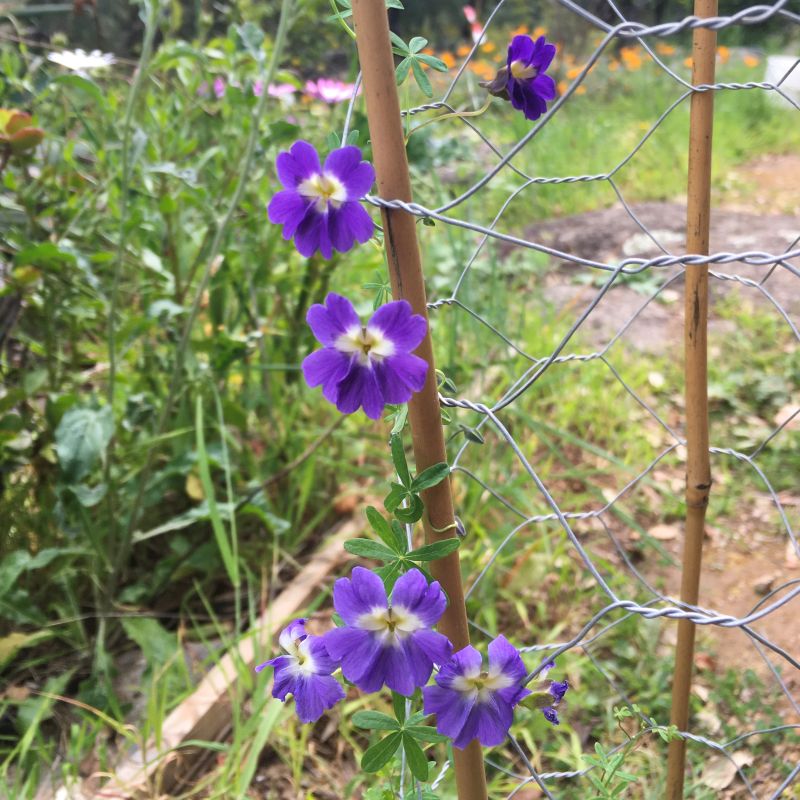 Blue Hanging Nasturtium Flower seeds for Planting - Low Maintenance, Heirloom & GMO Free Seeds for Home Garden