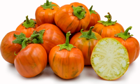 Orange Eggplant Plants Growing in Garden, Healthy Plants with Vibrant Orange Fruits