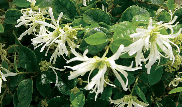 White Loropetalum Flower seeds for Planting - Low Maintenance, Heirloom & GMO Free Seeds for Home Garden