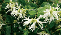 White Loropetalum Flower seeds for Planting - Low Maintenance, Heirloom & GMO Free Seeds for Home Garden