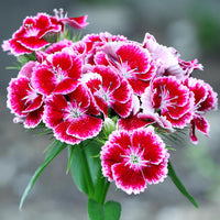 White Pink Dianthus Barbatus Flower seeds for Planting Seasonal Bloomer Heirloom & GMO Free Seeds for Home Garden 
 
 Sale
