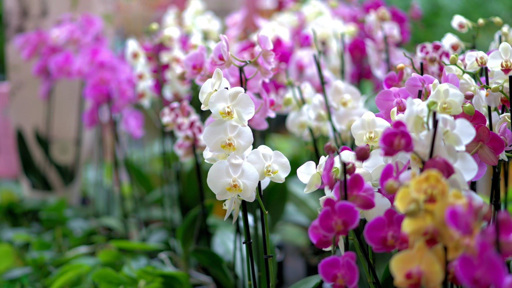 Mixed Phalaenopsis Flower Seeds for Planting - Exotic and Colorful Orchid Varieties for Your Garden