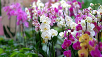 Mixed Phalaenopsis Flower Seeds for Planting - Exotic and Colorful Orchid Varieties for Your Garden