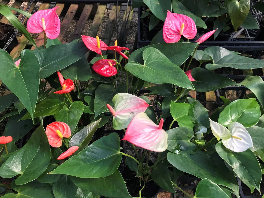Huifang Anthurium Flower seeds for Planting Fragrant Blossoms Heirloom & GMO Free Seeds for Home Garden
 
 Sale