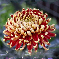 Yellow Red Chrysanthemum Flower Seeds for Planting