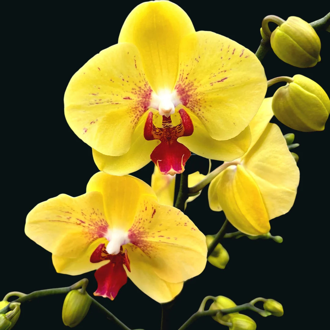 Yellow Butterfly Orchid Flower seeds for Planting - Premium Quality, Heirloom & GMO Free Seeds for Home Garden