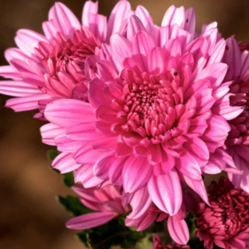 Deep Pink Chrysanthemum Flower seeds for Planting - Pollinator Friendly, Heirloom & GMO Free Seeds for Home Garden
