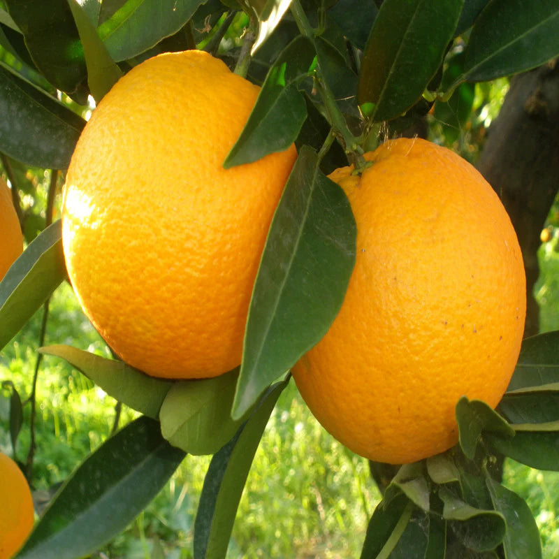 Orange Fruit Seeds for Planting - Grow Delicious Oranges