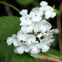 Lantana Flower seeds for Planting Vibrant Colors Heirloom & GMO Free Seeds for Home Garden