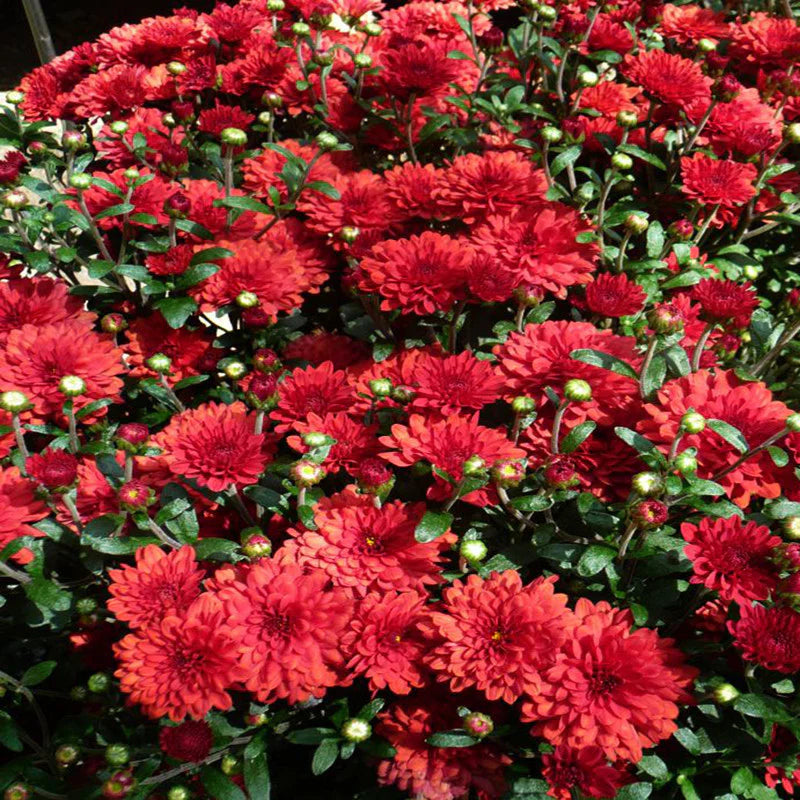 Deep Red Chrysanthemum Flower seeds for Planting - Compact Growth, Heirloom & GMO Free Seeds for Home Garden