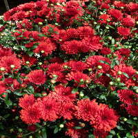 Deep Red Chrysanthemum Flower seeds for Planting - Compact Growth, Heirloom & GMO Free Seeds for Home Garden