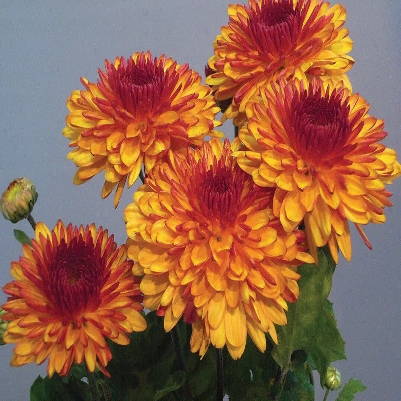 Orange Red Chrysanthemum Flower seeds for Planting Cut Flower Favorite Heirloom & GMO Free Seeds for Home Garden 
 
 Sale