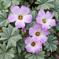 Oxalis Laciniata Flower seeds for Planting - Premium Quality, Heirloom & GMO Free Seeds for Home Garden