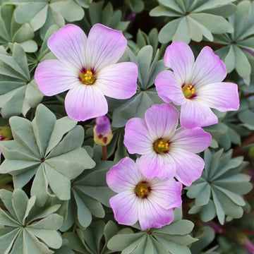 Oxalis Laciniata Flower seeds for Planting - Premium Quality, Heirloom & GMO Free Seeds for Home Garden