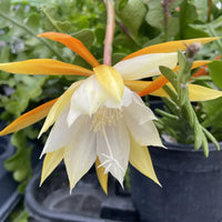 Epiphyllum Anguligar Flower seeds for Planting Sun Loving Heirloom & GMO Free Seeds for Home Garden 
 
 Sale