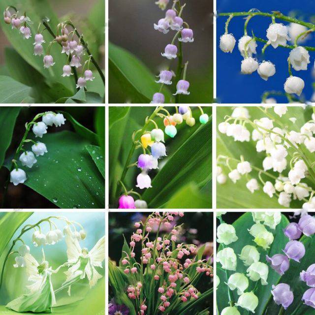 Bell Orchid Mix Seeds for Planting - Vibrant Flower Mix