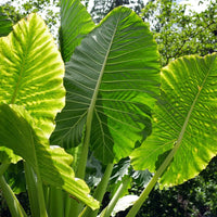 Alocasia Heirloom Non GMO Planting Flower seeds for Planting Shade Tolerant Heirloom & GMO Free Seeds for Home Garden