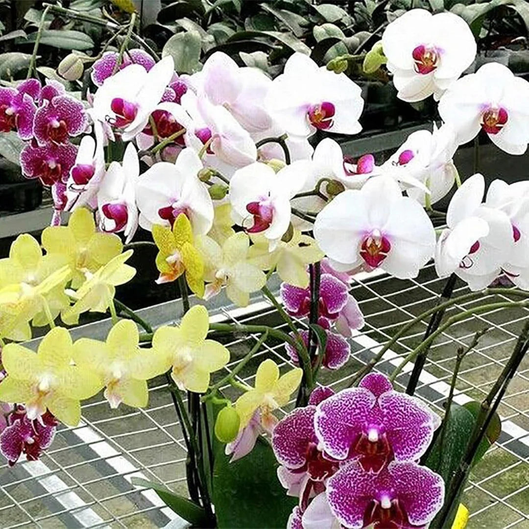 Mixed Phalaenopsis Orchid Seeds for Planting
