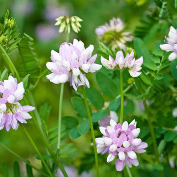 Violet Crown Vetch Flower seeds for Planting Long Bloom Season Heirloom & GMO Free Seeds for Home Garden 
 
 Sale