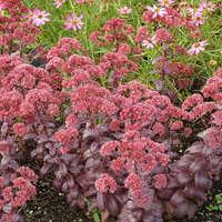 Sedum Flower seeds for Planting, Bright Blooms Heirloom & GMO Free Seeds for Home Garden