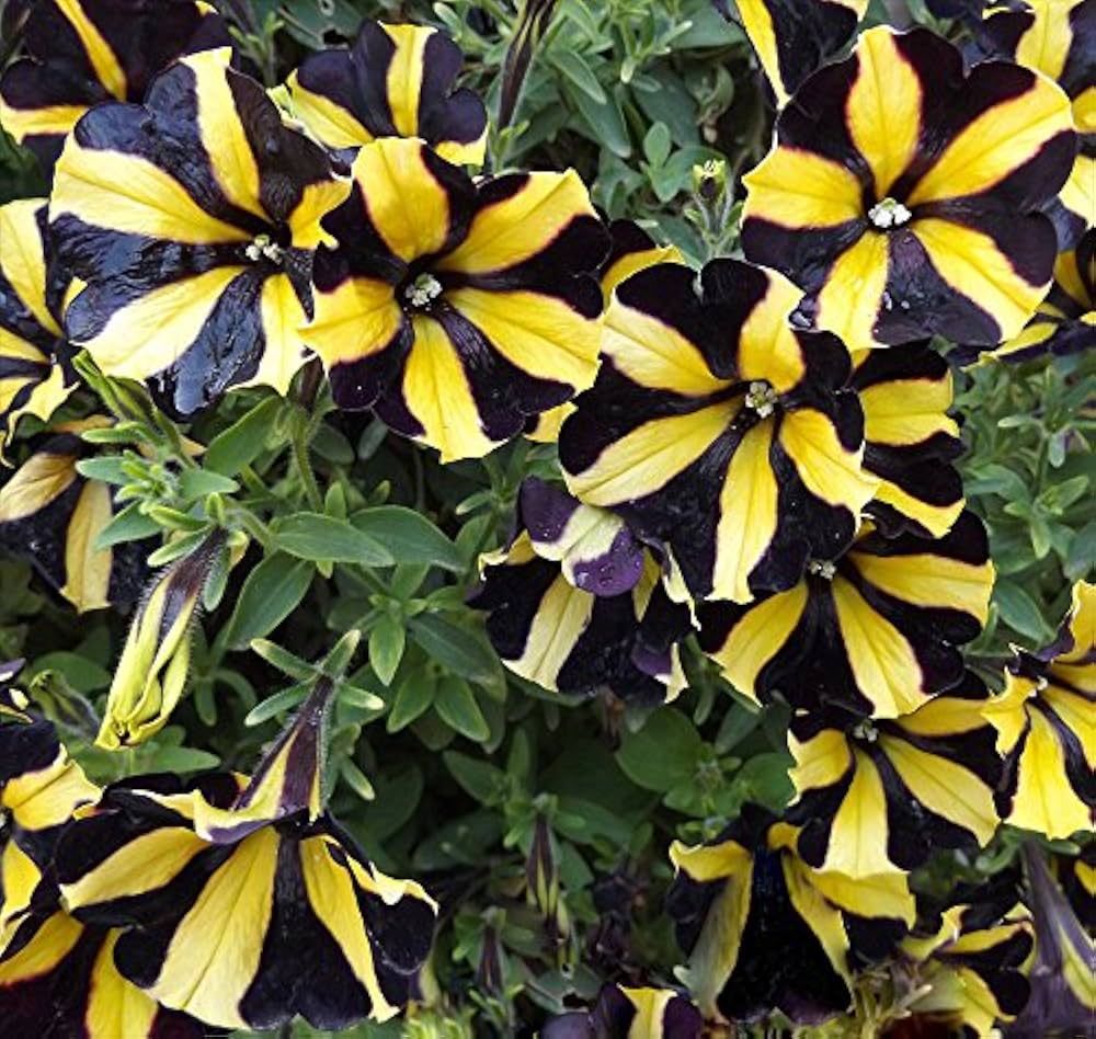 Black Yellow Petunia Seeds for Planting