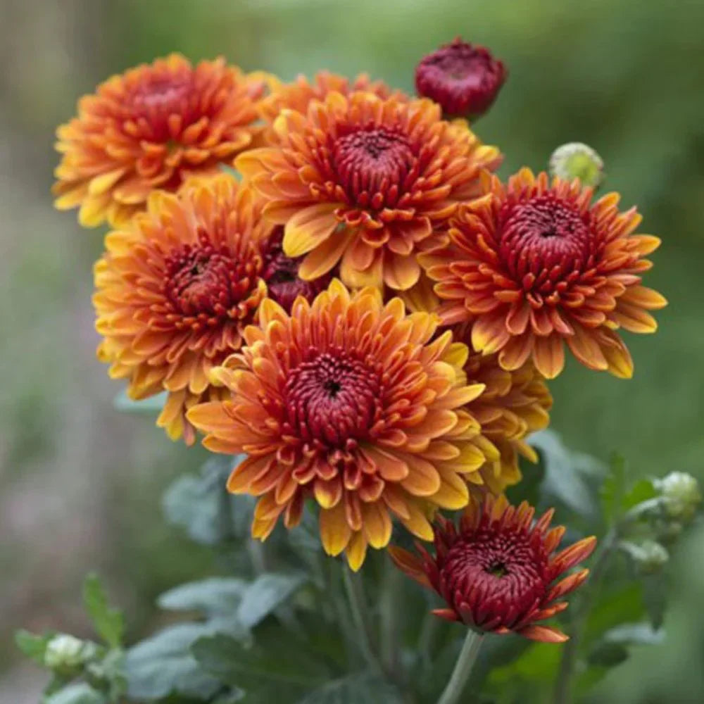 Chrysanthemum Flower seeds for Planting - Bright Blooms, Heirloom & GMO Free Seeds for Home Garden