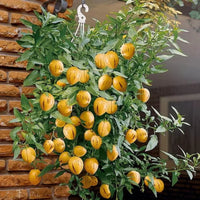 Muricatum Fruit Seeds for Garden Planting - Grow Juicy and Aromatic Fruits