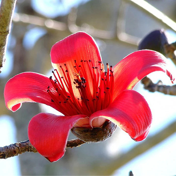 Red Cotton Tree Seeds (Bombax ceiba) – Unique, Tropical Red Flowering Tree for Landscaping