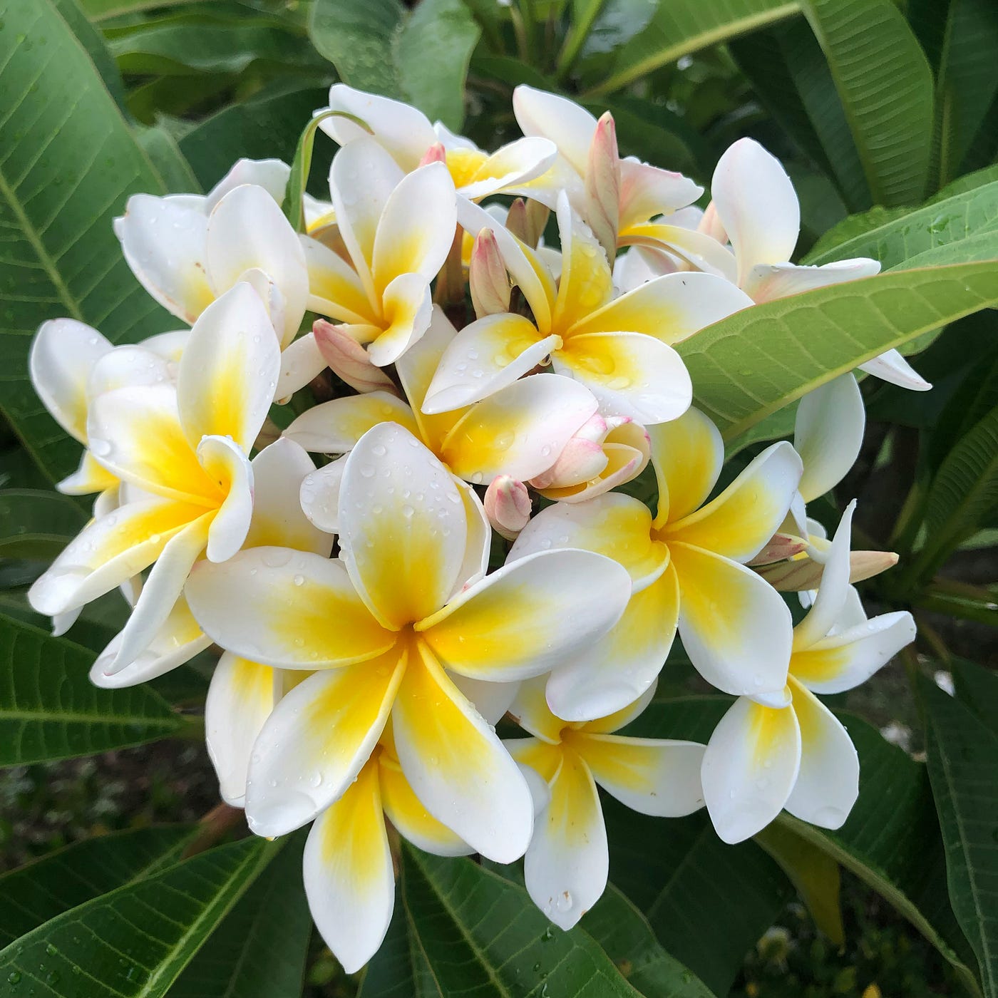 Yellow Egg Flower Seeds: Perfect for Planting & Gardening