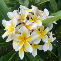 Yellow Egg Flower Seeds: Perfect for Planting & Gardening