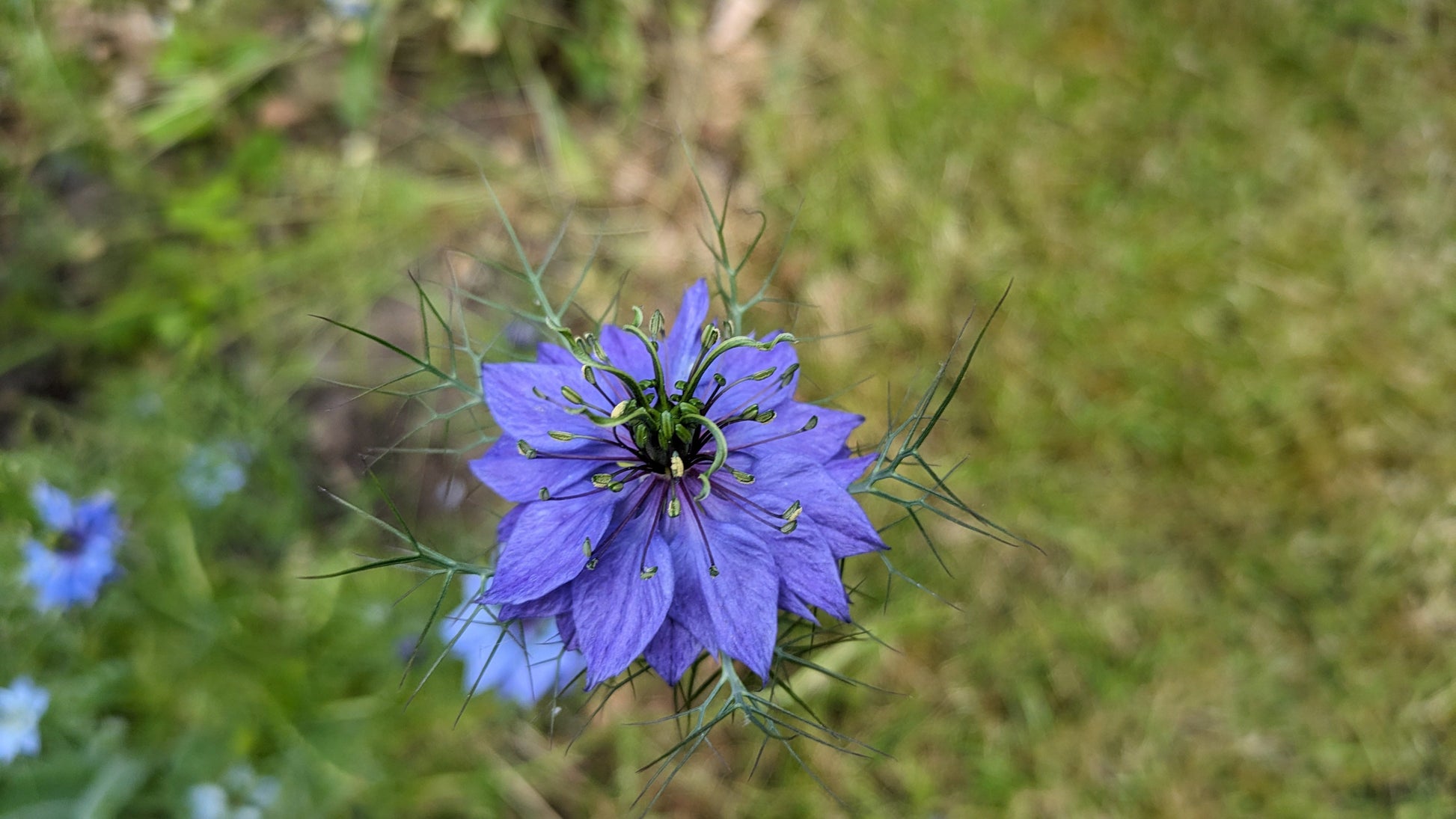 Nigella Damascena Flower seeds for Planting Low Maintenance Heirloom & GMO Free Seeds for Home Garden