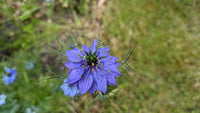 Nigella Damascena Flower seeds for Planting Low Maintenance Heirloom & GMO Free Seeds for Home Garden
