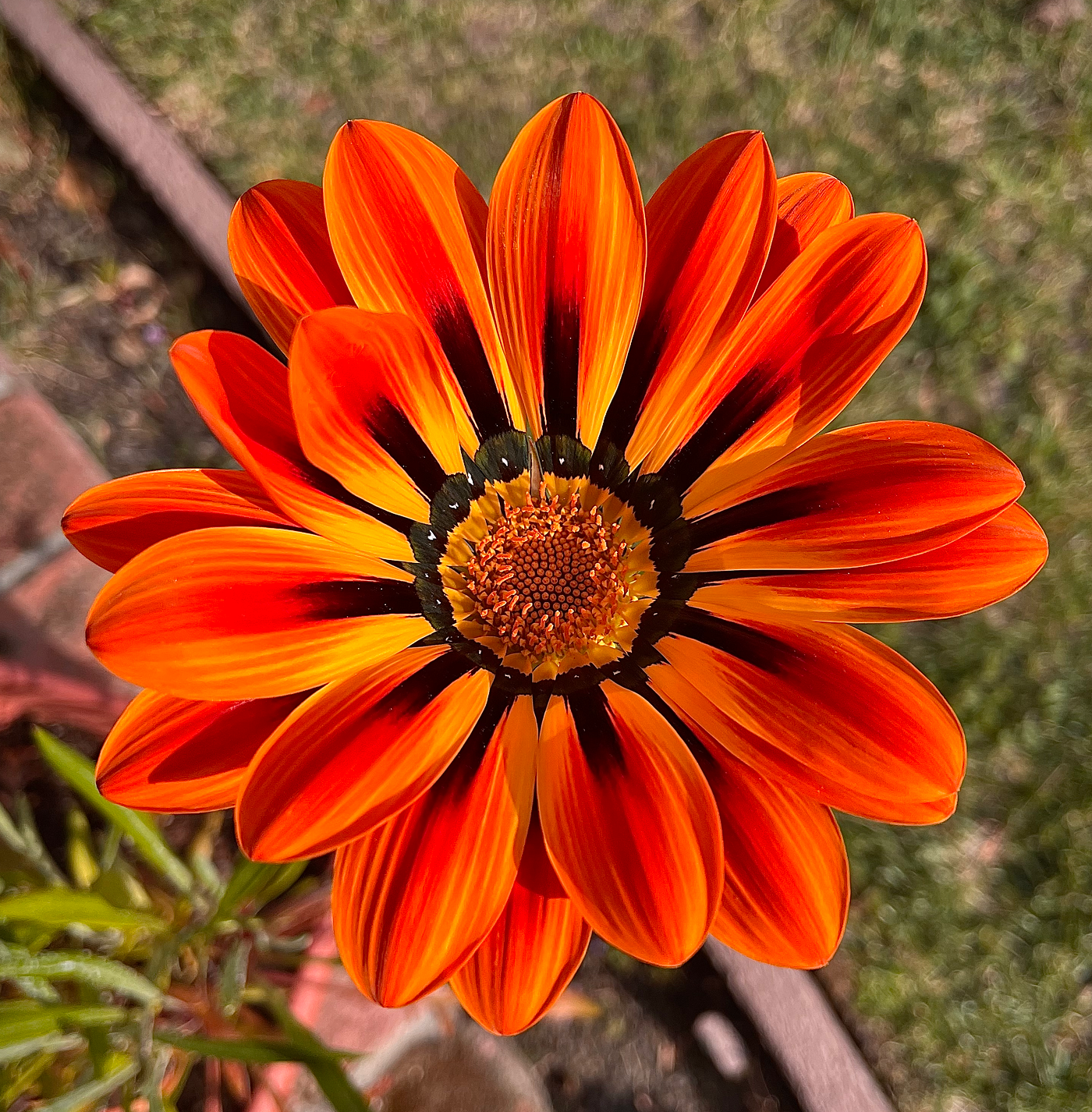 Gazania Red Orange Flower seeds for Planting - Wildflower Mix, Heirloom & GMO Free Seeds for Home Garden