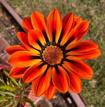 Gazania Red Orange Flower seeds for Planting - Wildflower Mix, Heirloom & GMO Free Seeds for Home Garden