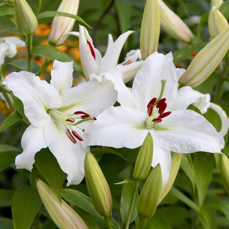 Casa Blanca Flower seeds for Planting - Perfect for Borders, Heirloom & GMO Free Seeds for Home Garden