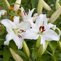 Casa Blanca Flower seeds for Planting - Perfect for Borders, Heirloom & GMO Free Seeds for Home Garden