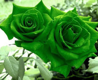 Green Rose Flower seeds for Planting - Long Bloom Season, Heirloom & GMO Free Seeds for Home Garden