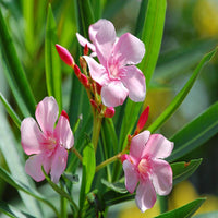 Nerium Flower seeds for Planting Vibrant Colors Heirloom & GMO Free Seeds for Home Garden 
 
 Sale