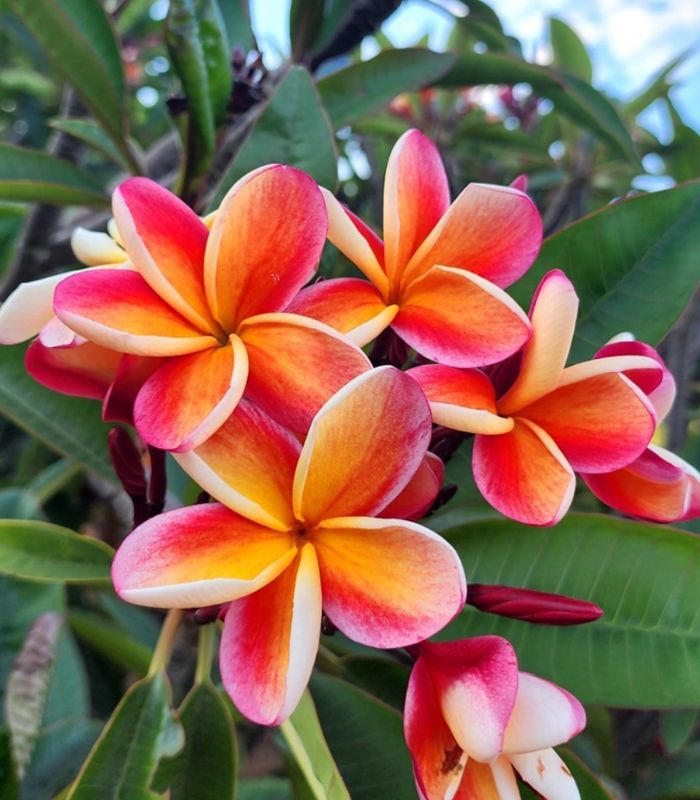 Pink White Frangipani Flower seeds for Planting Shade Tolerant Heirloom & GMO Free Seeds for Home Garden 
 
 Sale