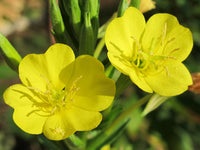 Oenothera Biennis Flower seeds for Planting Bright Blooms Heirloom & GMO Free Seeds for Home Garden