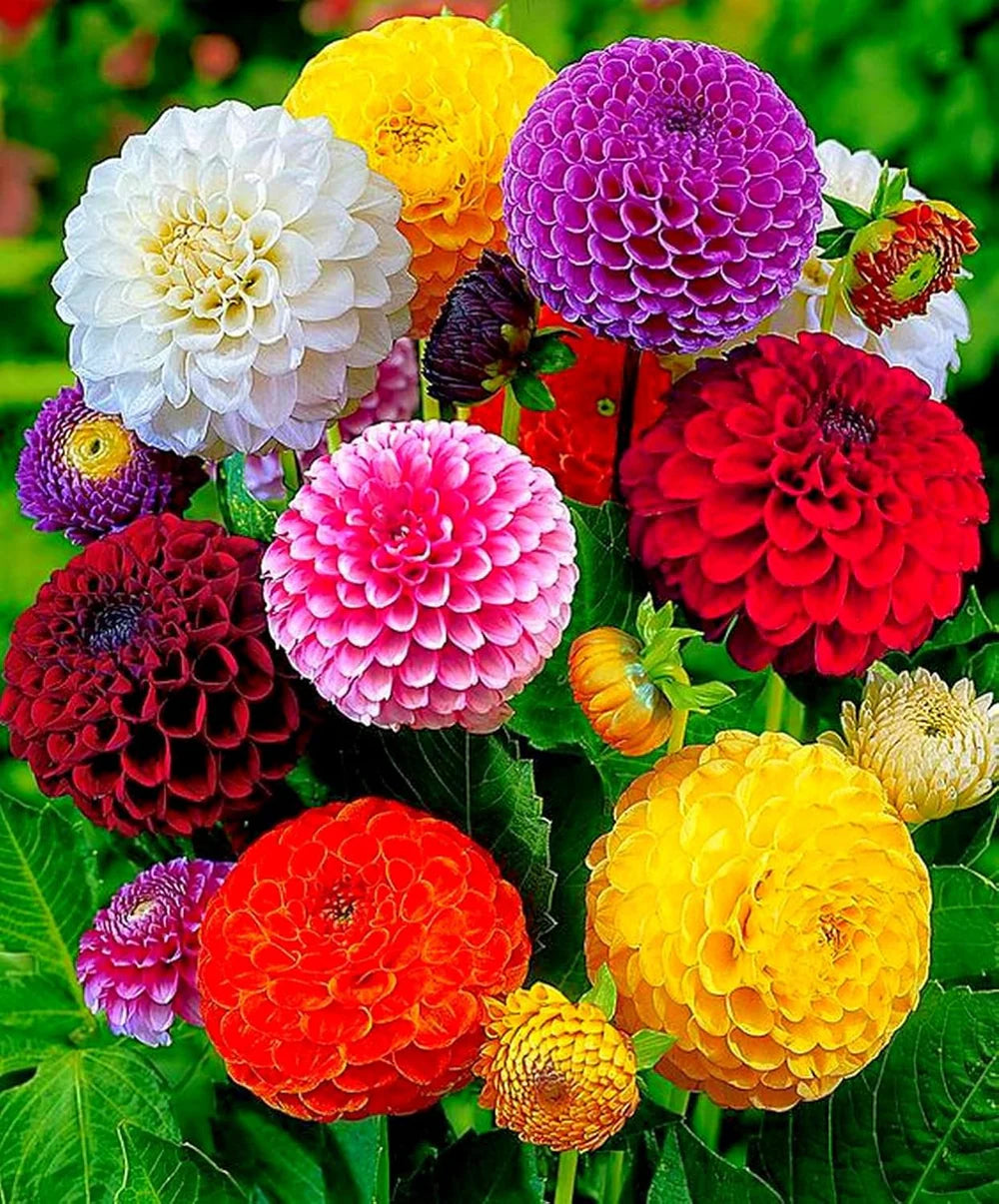 Red Dahlia Flower seeds for Planting Colorful Display Heirloom & GMO Free Seeds for Home Garden 
 
 Sale