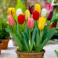 Tulip Tree Flower seeds for Planting - Premium Quality, Heirloom & GMO Free Seeds for Home Garden