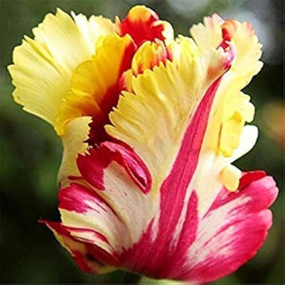 TulpeBirnen Flower seeds for Planting Premium Quality Heirloom & GMO Free Seeds for Home Garden 
 
 Sale